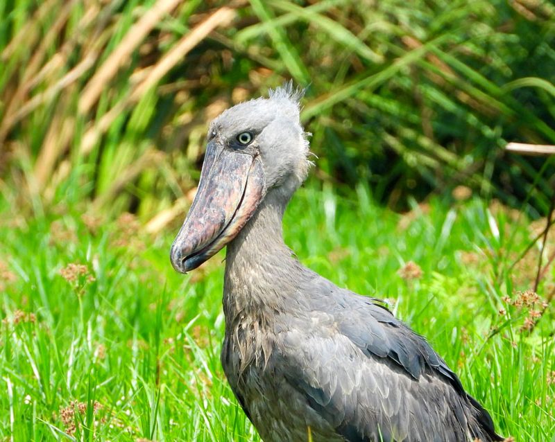 1-day-mabamba-birding-tour